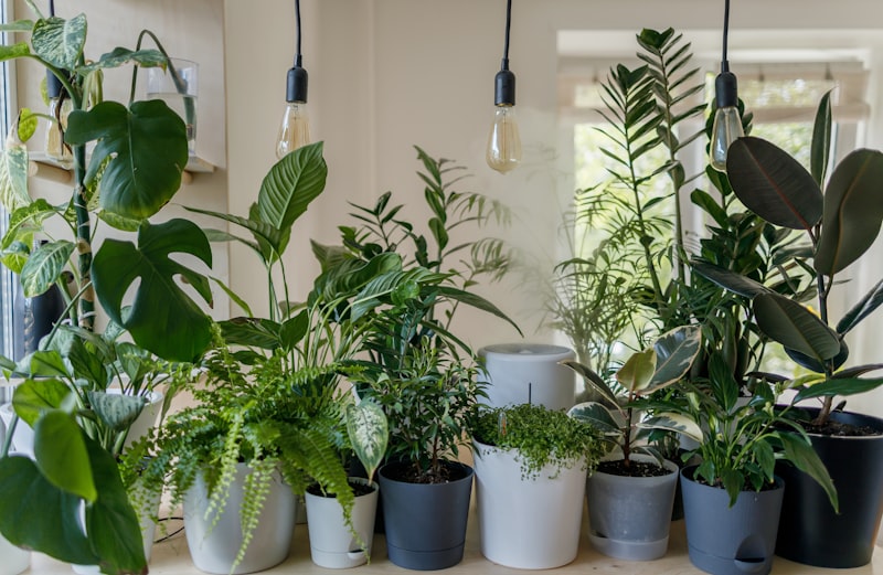 Placeholder image for Support Lead - a friendly desk plant